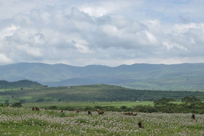 A congress of baboons at crater lake game sanctuary, naivasha, kenya