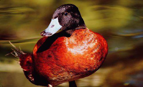 Close-up of duck swimming in lake