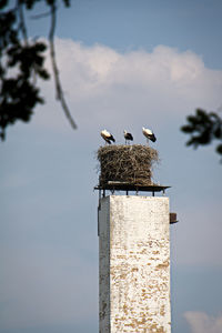 Birds perching on wooden post against sky