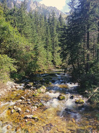 Stream amidst trees in forest