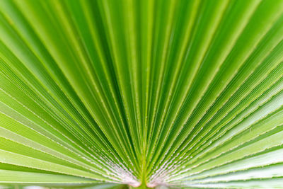 Full frame shot of palm leaf