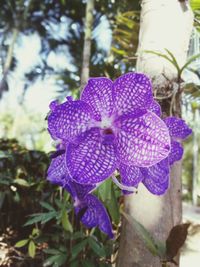 Close-up of purple flowers blooming outdoors