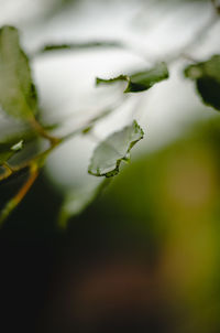 Close-up of flowering plant