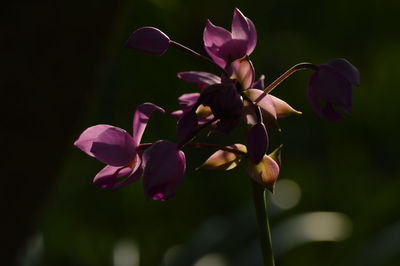 Close-up of pink flowers blooming outdoors