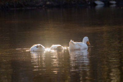 Swans swimming in lake