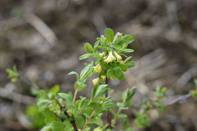 Close-up of flowering plant