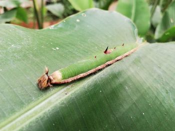 High angle view of insect on green leaves