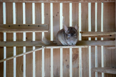 View of an animal sitting on wood