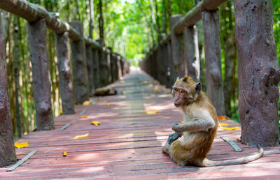 Monkey sitting on boardwalk