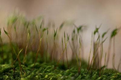 Close-up of fresh plants on field