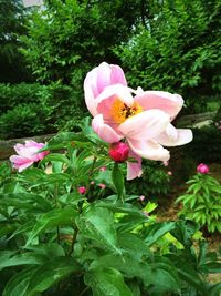 Close-up of pink flowers