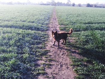 Dog standing on grassy field