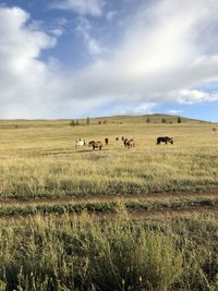 Flock of sheep in a field
