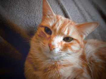 Close-up portrait of a cat
