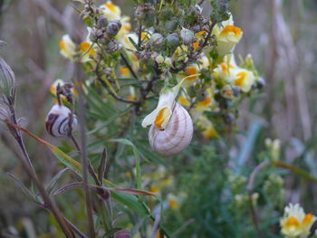 Close-up of flowers blooming outdoors