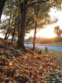 Trees in park