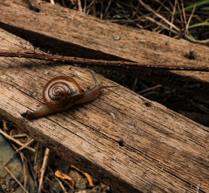 Close-up of snail on wood