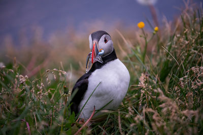 Puffin perching on field