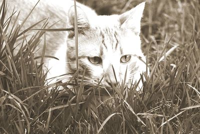 Close-up of cat on field