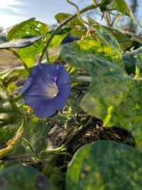 Close-up of purple flowering plant