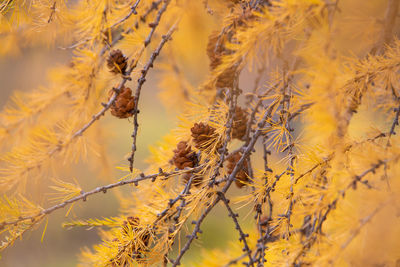 Close-up of yellow flowering plants against blurred background