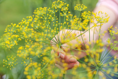 Close-up of hand holding yellow flowering plant