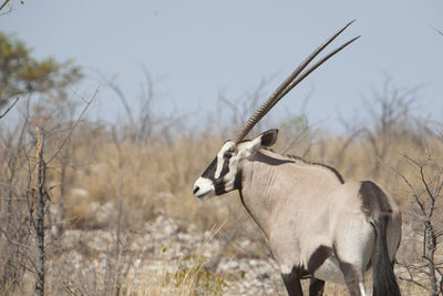 Rear view of oryx on field against sky