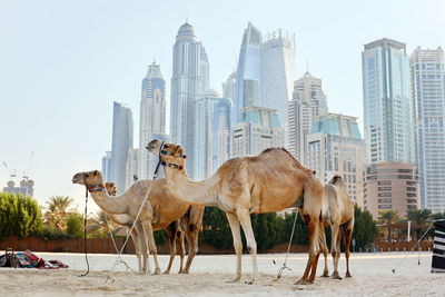 Horses in a city