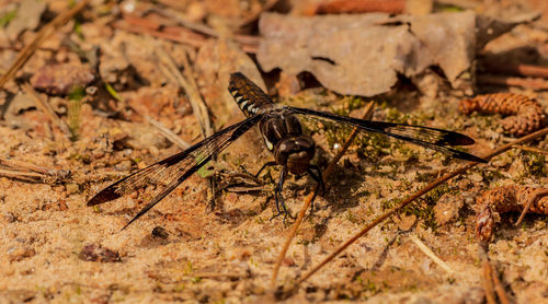 High angle view of insect on dry land