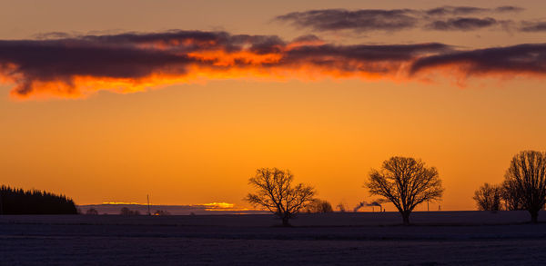 A beautiful single oak tree in the winter morning before the sunrise. early winter scenery. 