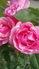 Close-up of pink rose