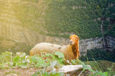 Mountain sheep