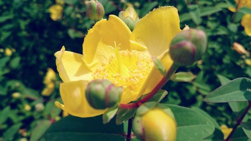 Close-up of yellow flower