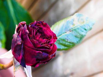 Close-up of wilted rose
