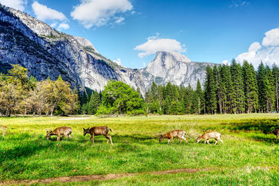 View of sheep grazing in field