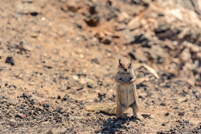 Portrait of squirrel on rock