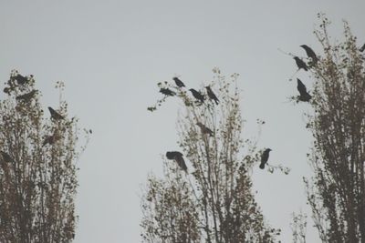 Low angle view of eagle flying against clear sky