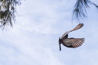 Low angle view of pigeon flying in sky