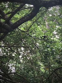 Low angle view of trees in forest