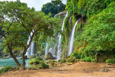 Scenic view of waterfall in forest