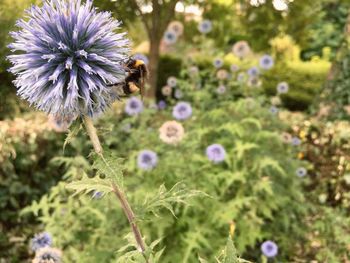 Close-up of honey bee on flower