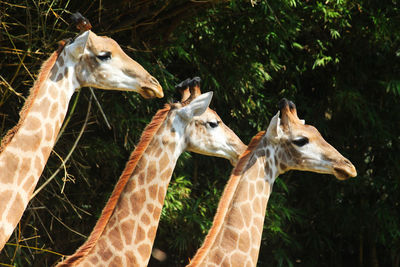 Close-up of giraffe