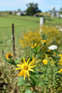 Close-up of yellow flowers blooming on field