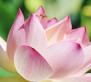 Close-up of pink lily