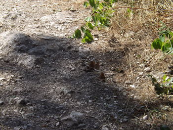 Close-up of lizard on plant