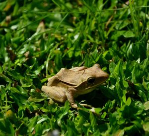 Lizard on a leaf