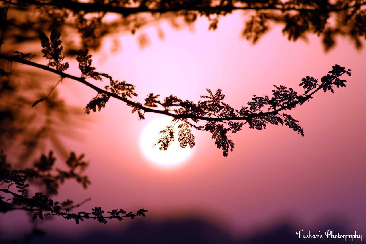 LOW ANGLE VIEW OF TREES AGAINST SKY