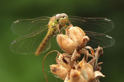 Close-up of dragonfly on flower