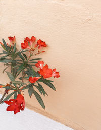 Close-up of red flowering plant against wall