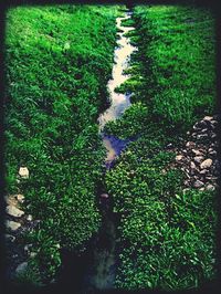 Plants growing on hill